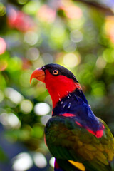 Lorius Iory Parrot