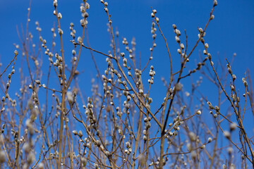 Twigs with Pussy willow buds. Shallow depth of field selective focus photo with blurred background.