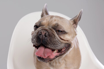Portrait of adorable, happy dog of the French Bulldog breed. Cute smiling dog sitting on a chair. Free space for text. Gray background.