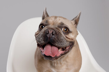 Portrait of adorable, happy dog of the French Bulldog breed. Cute smiling dog sitting on a chair. Free space for text. Gray background.