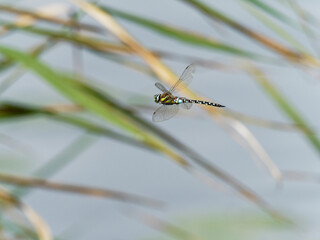 Libelle im Flug