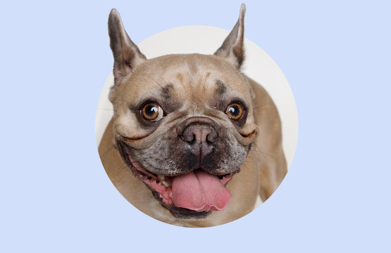 Portrait of adorable, happy dog of the French Bulldog breed. Cute smiling dog licking lips and asks for food.  Blue background. Banner with copy space for popular social media website cover image.