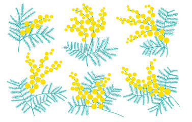 Mimosa flower vector illustration. Blossom mimosa plant - 483730157