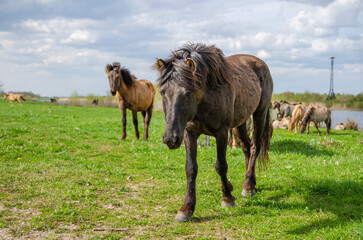 Fototapeta na wymiar horses on the meadow