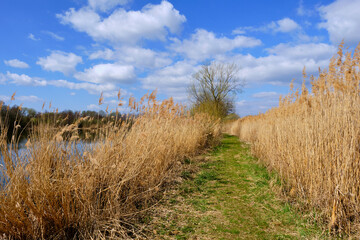 Fototapeta premium Sander Baggerseen im Naturschutzgebiet Mainaue bei Augsfeld, Landkreis Hassberge, Unterfranken, Franken, Bayern, Deutschland.