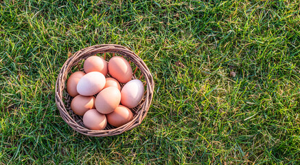 Basket with fresh chicken eggs on the grass. View from above. © Nancy Pauwels