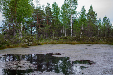 lake in the swamp