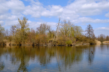 Obraz premium Sander Baggerseen im Naturschutzgebiet Mainaue bei Augsfeld, Landkreis Hassberge, Unterfranken, Franken, Bayern, Deutschland.