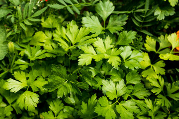 Parsley leaves, top view. Background of green parsley for publication, design, poster, calendar, post, screensaver, wallpaper, postcard, card, banner, cover, website