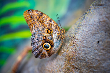 Fototapeta premium Close up view of large tropical butterfly 