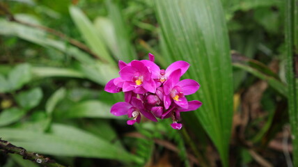 Close up of a purple ground orchid flower cluster