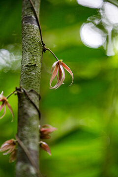 Annonaceae Or The Champa Family In The Jungle Of Thailand