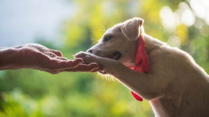 cute labrador puppy give hi five to old owner hand
