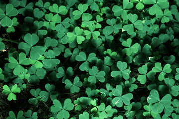 Green background with three-leaved shamrocks, Lucky Irish Four Leaf Clover in the Field for St. Patricks Day holiday symbol. with three-leaved shamrocks, St. Patrick's day holiday symbol.. - obrazy, fototapety, plakaty