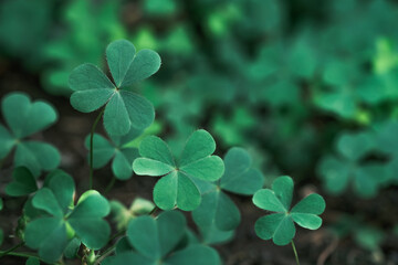 Green background with three-leaved shamrocks, Lucky Irish Four Leaf Clover in the Field for St....