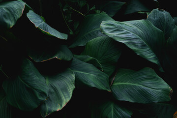 tropical leaves nature background and texture