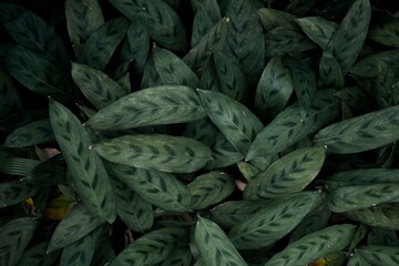 green leaves texture and background