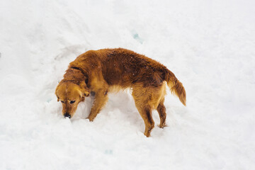 Fototapeta na wymiar dog outdoor in winter time.