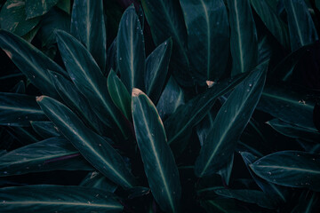 tropical leaves nature background and texture