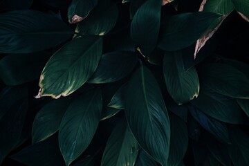 Fototapeta na wymiar green leaves texture and background