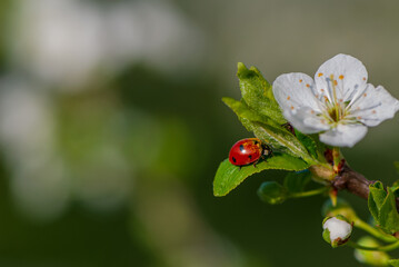 Obraz na płótnie Canvas Ladybug pollinates plum flowers, close-up.