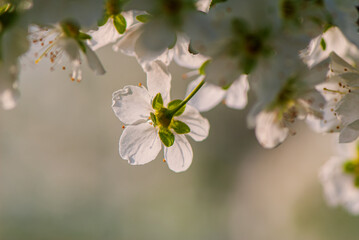 Blossoming plum flower on a blurred background in the garden.