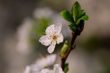Blossoming plum flower, close-up.