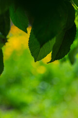 Dark green foliage on a blurred background.