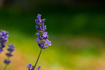 Blooming purple lavender flowers, close-up.