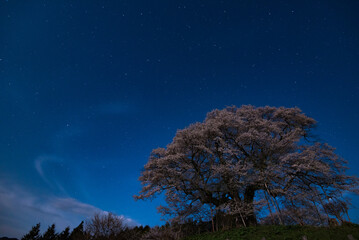 星空と醍醐桜