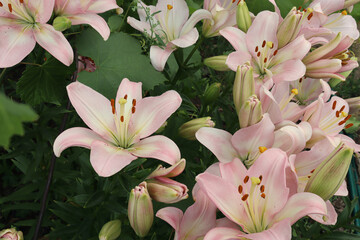 Obraz premium delicate pink lilies bloom in the summer garden