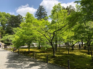 trees in the park