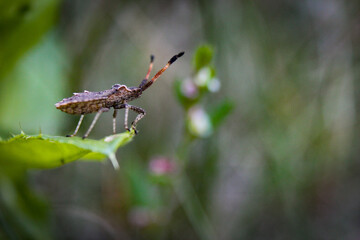 spider on a leaf