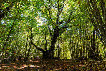 Large ancient beech in Italy. Walking in the ancient beech forest in Abruzzo. Concept of nature and wellness.