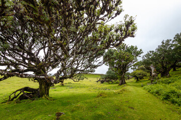 Landscape. Fanal laurisilva forest in Madeira. Portugal