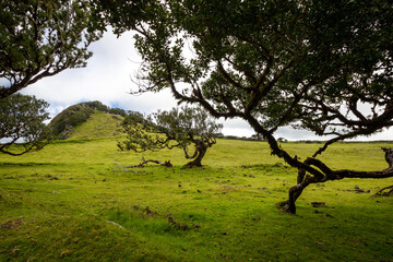 Landscape. Fanal laurisilva forest in Madeira. Portugal