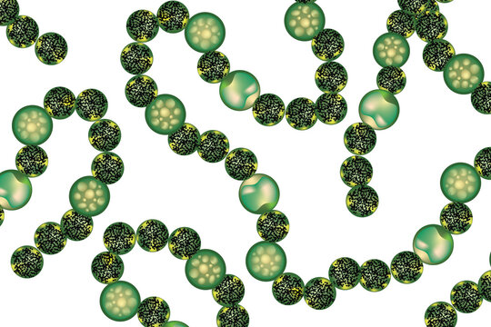 Structure of cyanobacteria (Cyanobacteria, also known as Cyanophyta in biology 