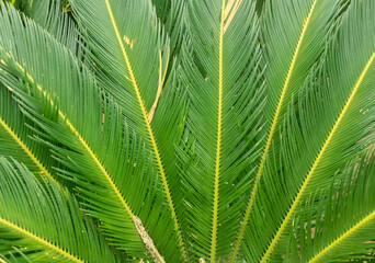 Naklejka na ściany i meble Close-up of palm of tropical ferns in plantation. Gardening concept. Perfect for a background. Concept of agriculture, horticulture and ornamental plants. Perfect for background, website banner etc.
