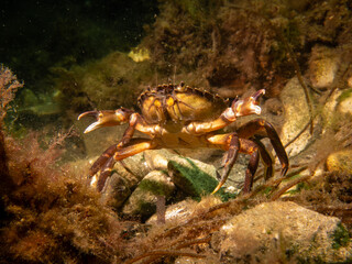 A close-up picture of a crab among seaweed. Picture from The Sound, between Sweden and Denmark