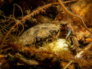 A close-up picture of a crab among seaweed. Picture from The Sound, between Sweden and Denmark