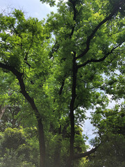 公園の新緑