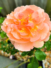 orange rose with drops