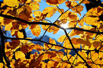 Autumn forest, Zugspitze