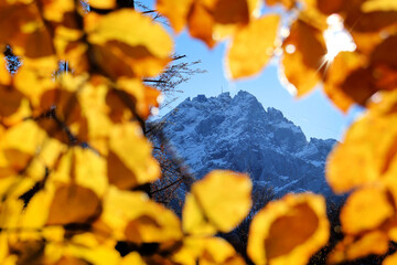 Autumn forest, Zugspitze
