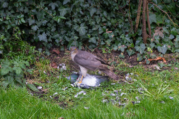 Female Sparrowhawk its with prey.