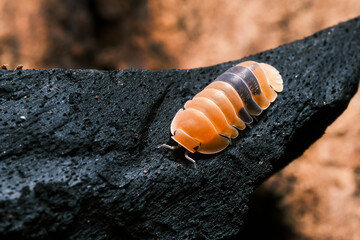 Isopod - Cubaris Rubber ducky, On the bark in the deep forest, macro shot isopods, Cubaris Rubber...
