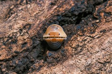 Isopod - Cubaris Rubber ducky, On the bark in the deep forest, macro shot isopods, Cubaris Rubber...