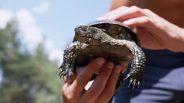 Man, Standing by River, Holds a Pond Turtle in Hands. A caught European green tortoise pokes head out of the shell, moves powerful paws with claws. Emys orbicularis in beam sunlight. Summertime. 4K.
