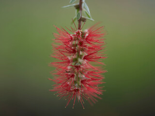 Red brush