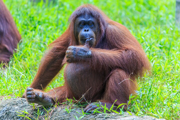 orangutans or pongo pygmaeus is the only asian great found on the island of Borneo and Sumatra